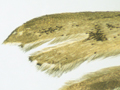 Stenoptilia annadactyla
